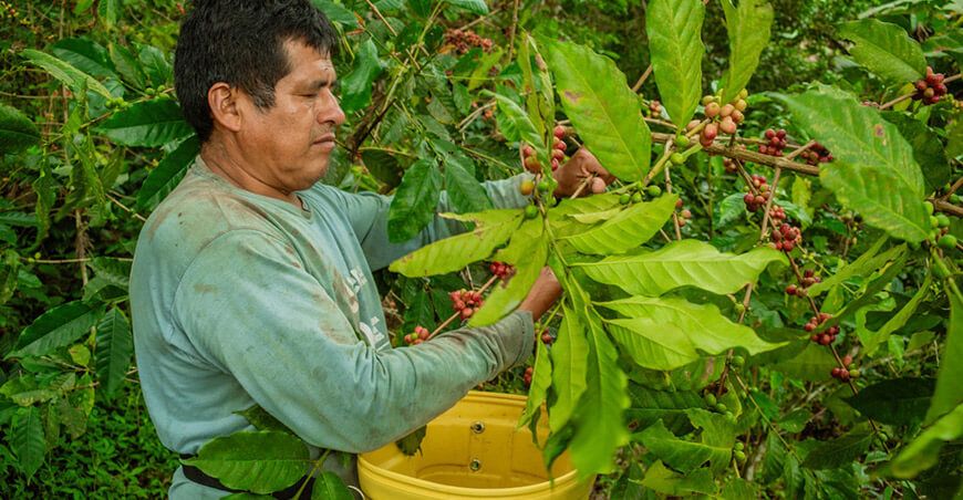 productor cosecha de café Piura Perú