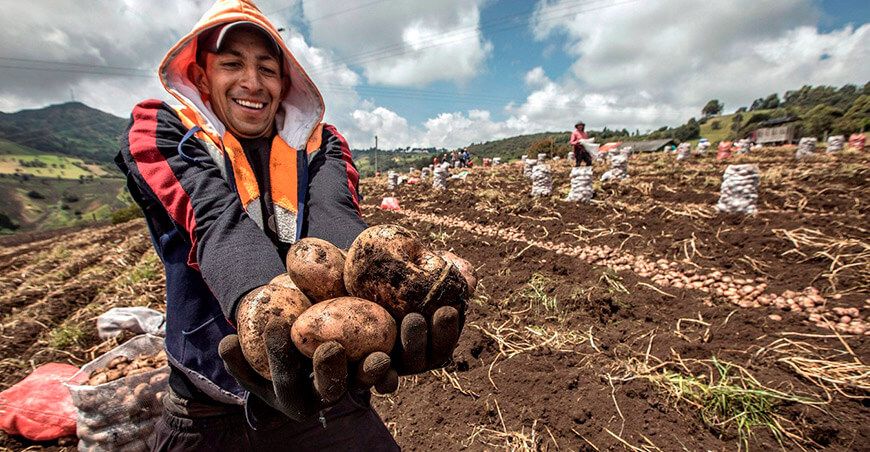 Perú productor cosecha papa peruana