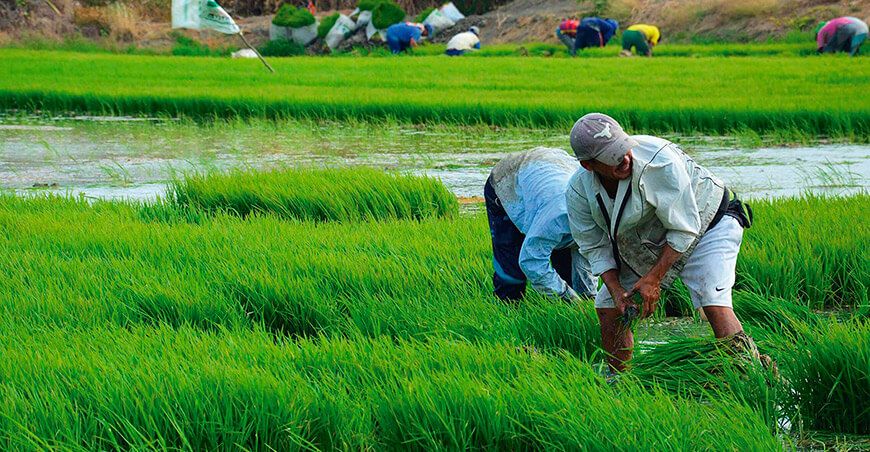 cultivo de arroz Perú