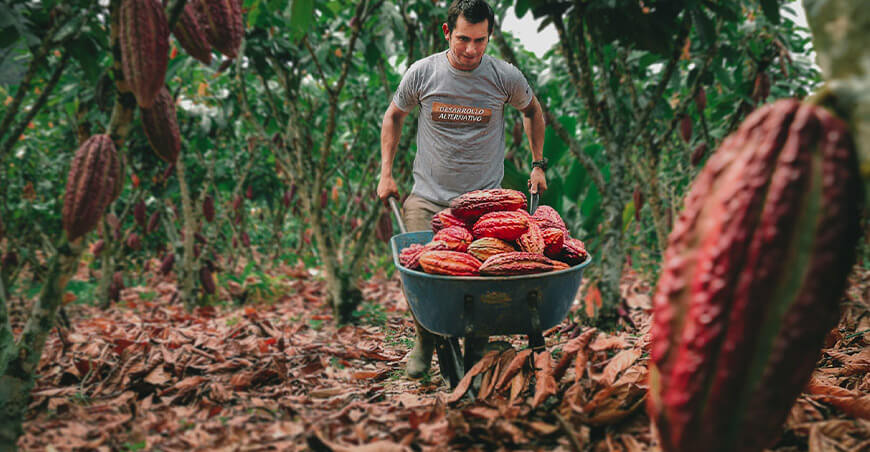 Productor de cultivo de cacao Perú