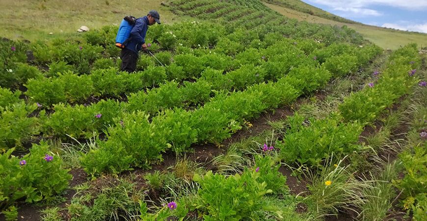 productor de cultivo de papa Huancavelica Perú
