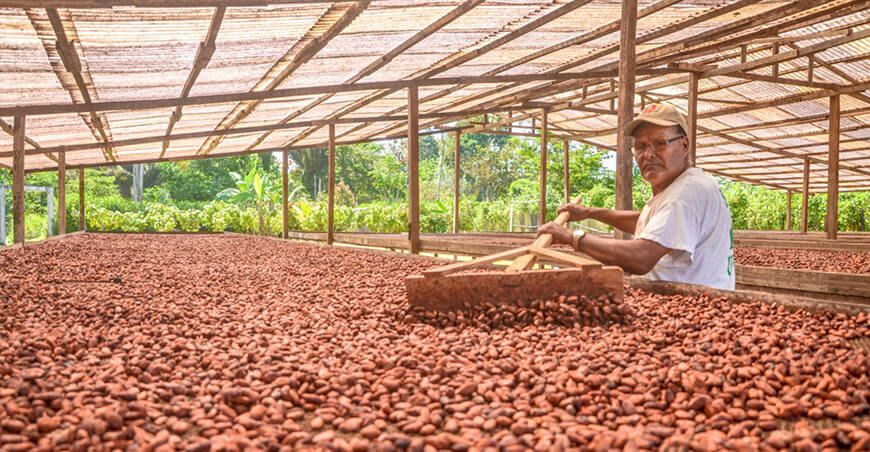 productor de cacao Perú