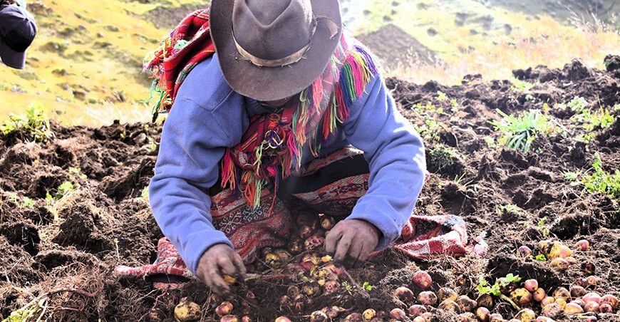 productor de papas nativas Cusco Perú