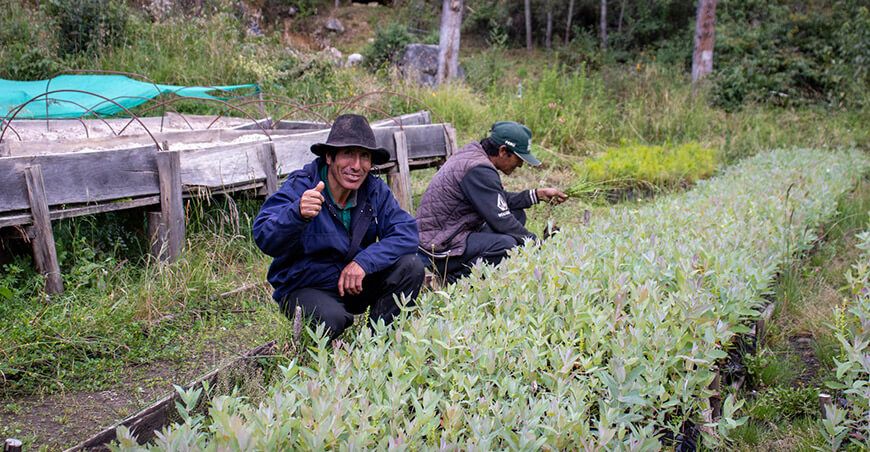 Reforestación Sihuas Áncash Perú