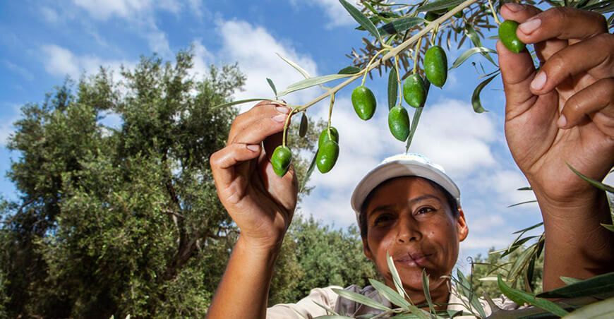 productora de cultivo de aceituna Tacna Perú