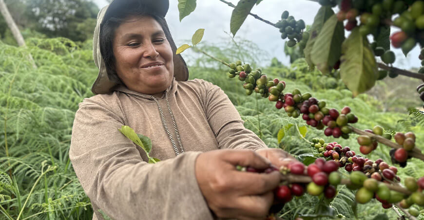 Sistemas agroforestales producción de café Perú