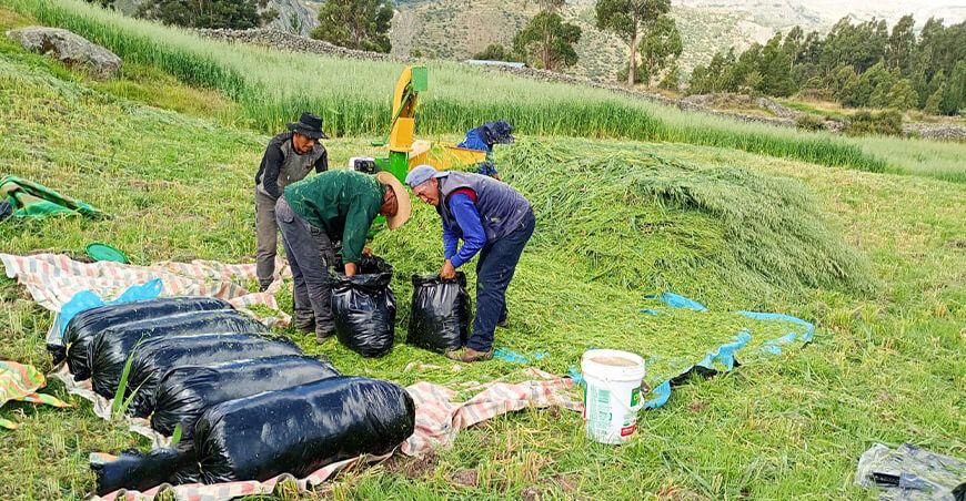 Elaborarán más de 65 toneladas de ensilado para ganado vacuno en Huanca Sancos Ayacucho Perú