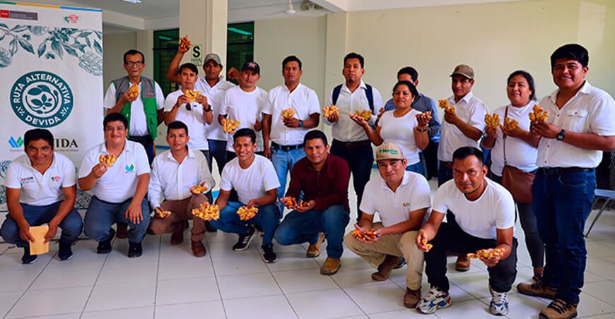 Familias de Chanchamayo y Satipo apuestan por el cultivo de jengibre Devida Junín Perú