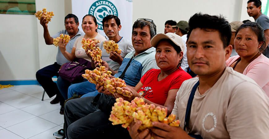 Familias de Chanchamayo y Satipo apuestan por el cultivo de jengibre Devida Junín Perú