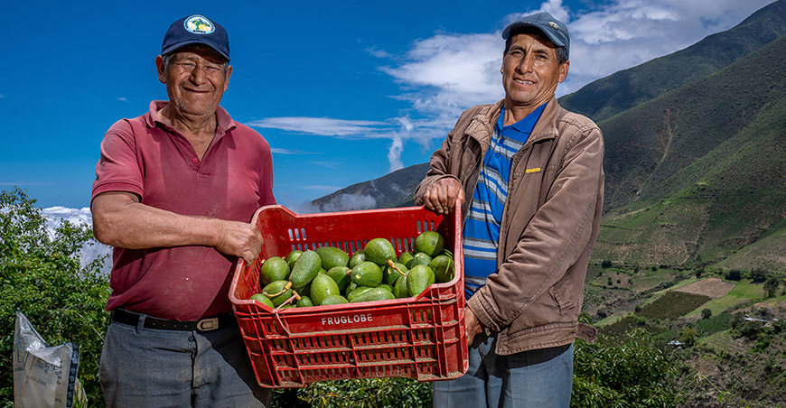 productores-Perú exportación palta Hass peruana
