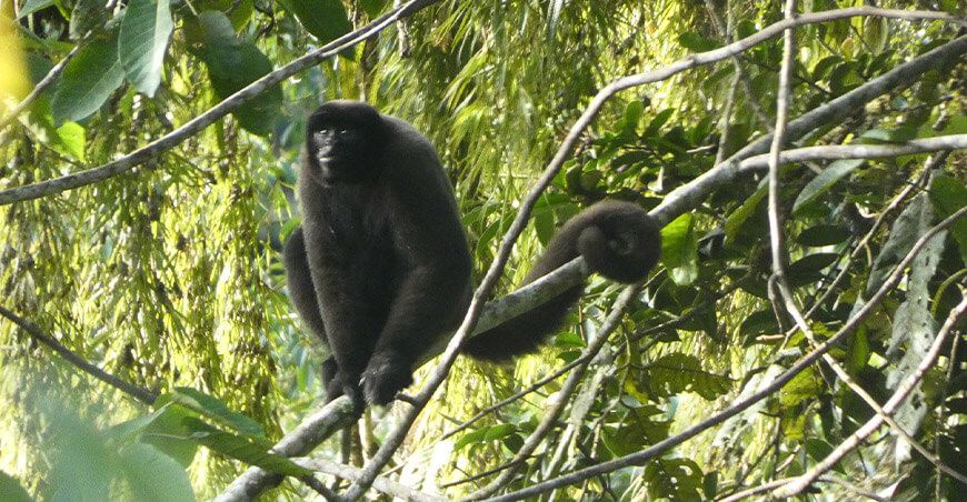 Lanzan campaña para establecer el Área de Conservación Regional Selva Verde–Santo Domingo Puno Perú