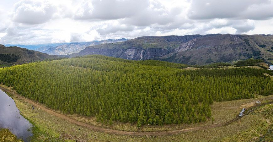 Reforestación Sihuas Áncash Perú