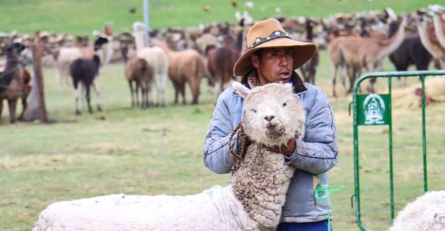 remate a martillo de camélidos sudamericanos y ovinos de Lluttuyo Checacupe Cusco Perú