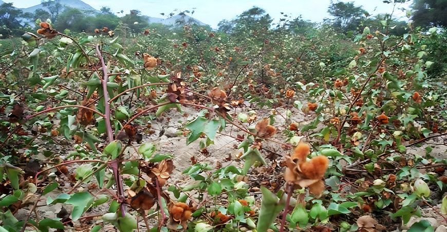 rescate del algodón nativo de colores en Lambayeque Perú