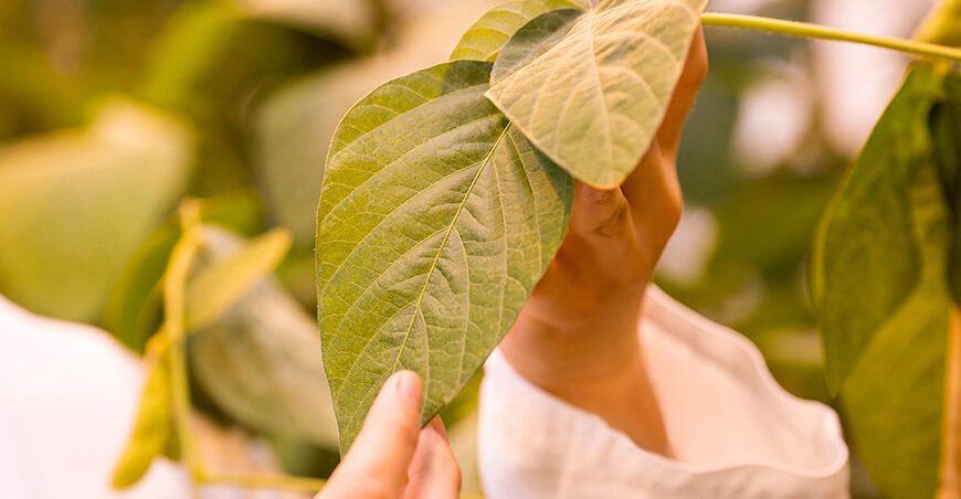 sanidad vegetal prioridad global para una agricultura sostenible
