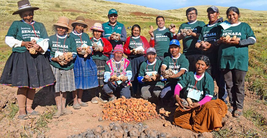 Senasa Perú escuelas de campo productores de papa