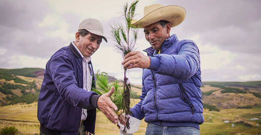 Serfor productores instalación de plantones forestales Perú