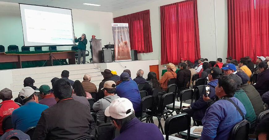Serfor fortalece capacidades de más de 80 titulares de manejo de vicuñas en Ayacucho
