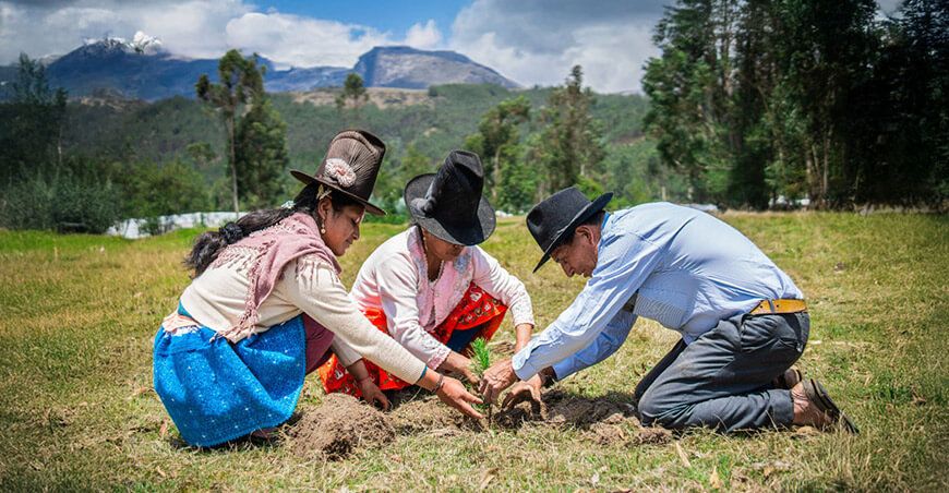 Serfor productores instalación de plantones forestales Perú