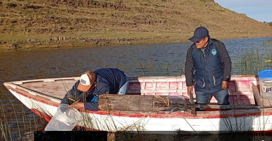 Siembran más de 102 000 alevinos de carachi en la cuenca del lago Titicaca Puno Perú