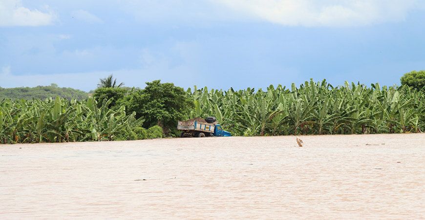 Intensas lluvias huaicos inundaron cultivo de banano Tumbes
