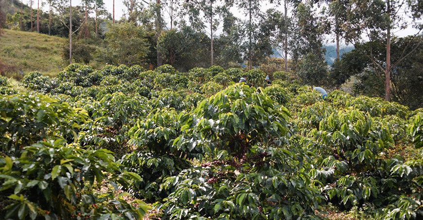 Investigación de la UNTRM revela especies de árboles que mejoran la producción de café en Amazonas