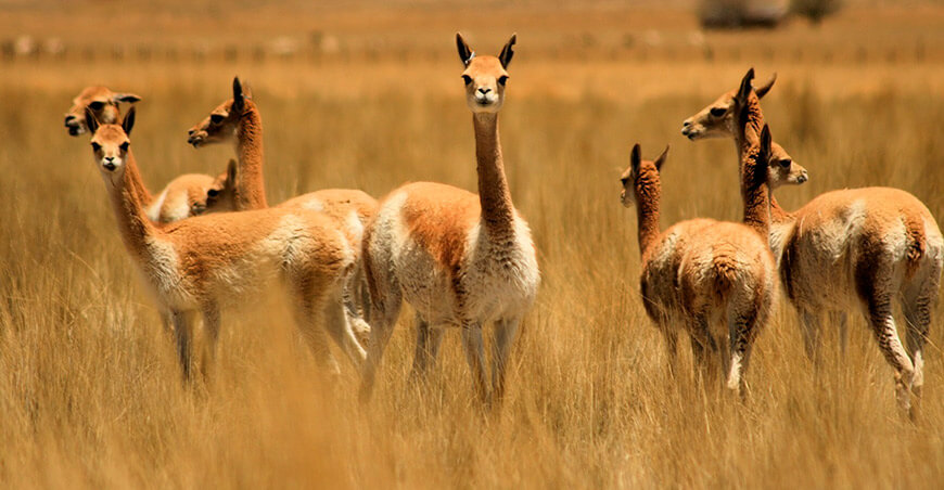 vicuñas camélidos sudamericanos Perú