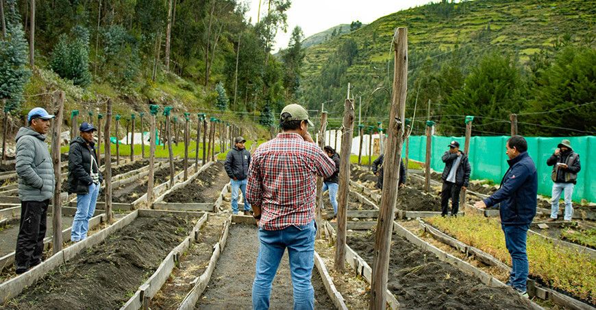 plantones forestales para recuperar ecosistemas en Aymaraes Apurímac