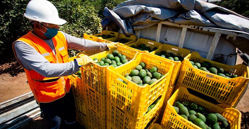 Perú exportación palta Hass peruana