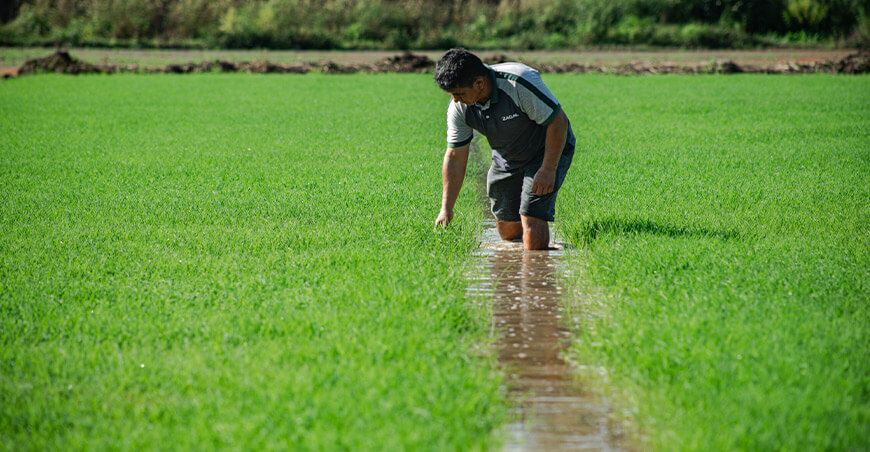 productor siembra arroz Perú