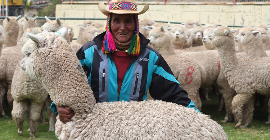 mejora en la crianza de alpacas en Ocongate Cusco Perú