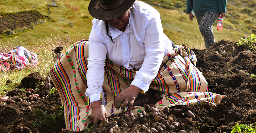 productora de papas nativas