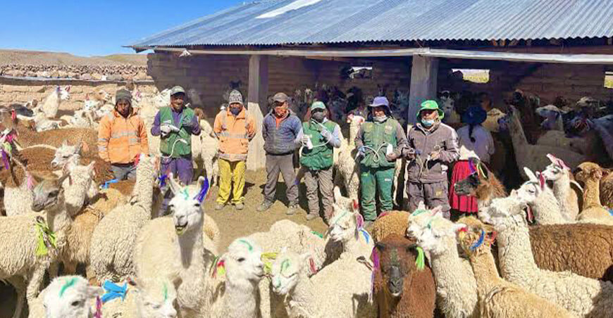 Agro Rural dosificación alpacas cobertizos Perú