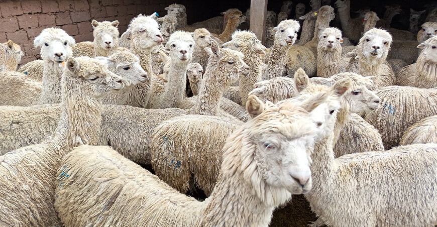 Realizan campaña sanitaria para proteger a alpacas Cusco Perú