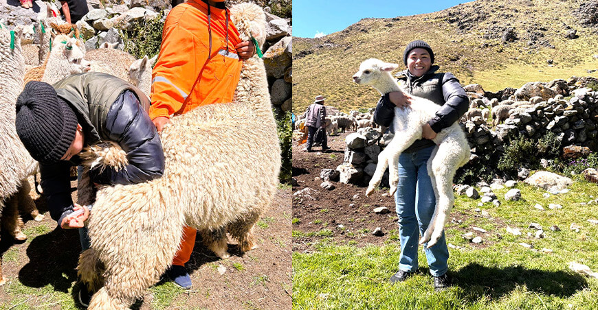 Fortalecen sanidad de alpacas en la comunidad de Picoy Lima Perú