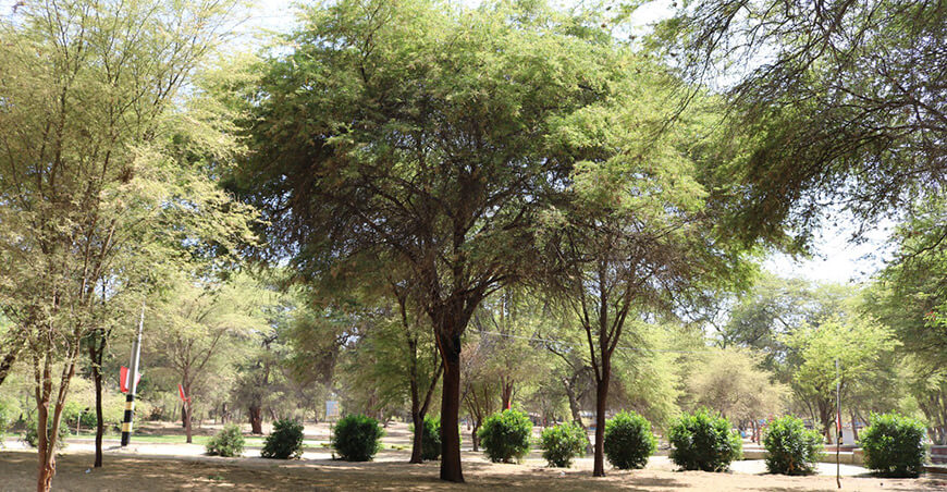 árboles de algarrobo Piura Perú