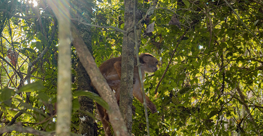 fauna silvestre Madre de Dios