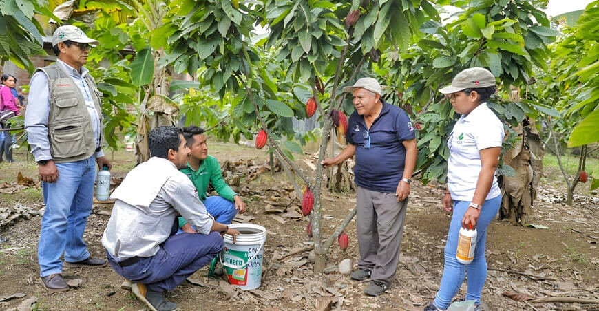 Agricultura regenerativa cultivo de cacao Perú