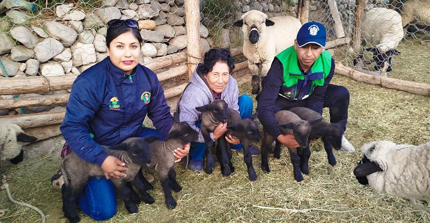 Nacen 270 borreguitos Hampshire Down en Ilabaya gracias a inseminación artificial Tacna Perú
