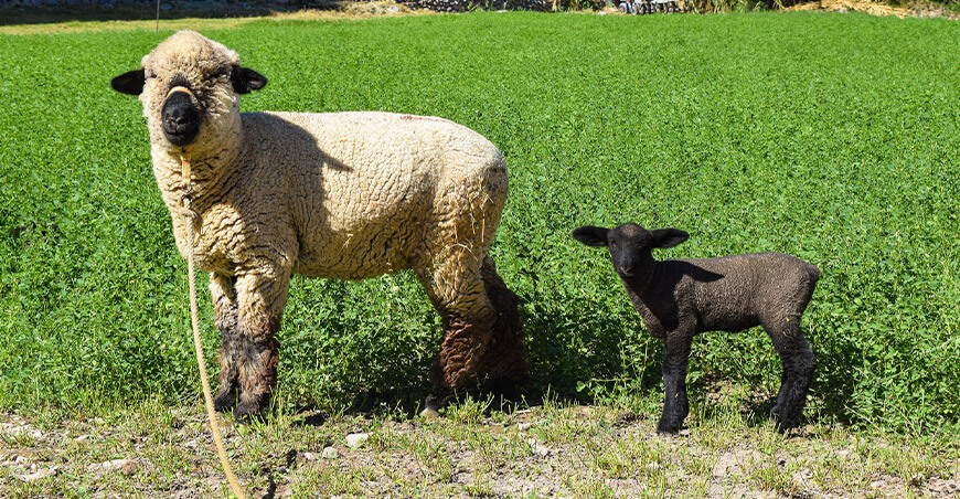 Nacen 270 borreguitos Hampshire Down en Ilabaya gracias a inseminación artificial Tacna Perú