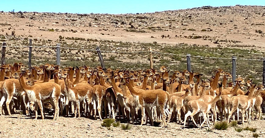Distrito de Tauripampa celebra con éxito su Primer Chaccu Regional de Vicuñas en Lima