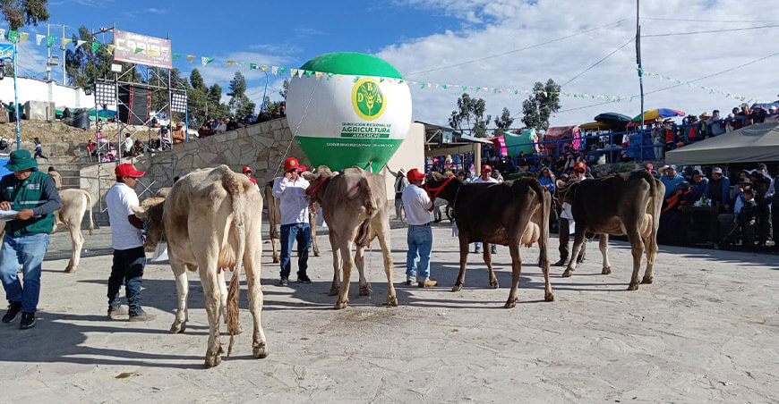 juzgamiento de ganado bovino de las razas Brown Swiss Expo Feria Ganadera Tarco - Pullo Ayacucho Perú