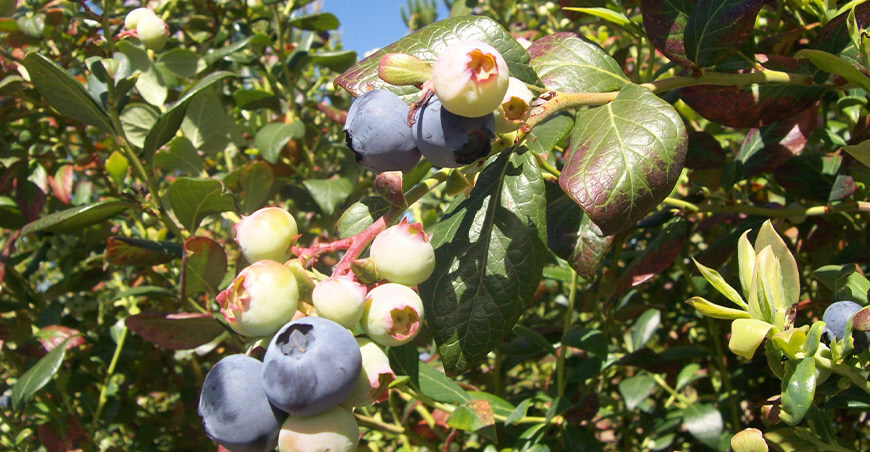 cultivo de arándano Perú