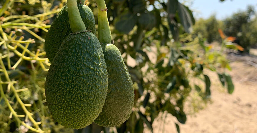 Buscan implementar nueva planta procesadora de paltas en Oxapampa
