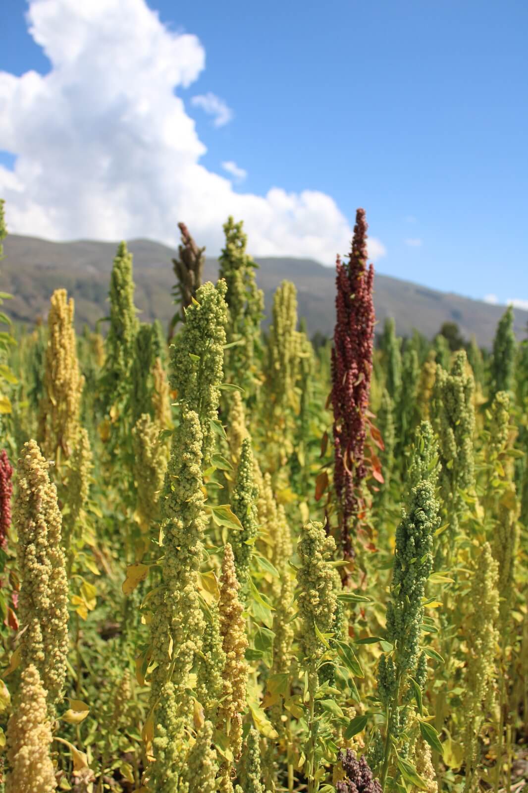 cultivo de quinua