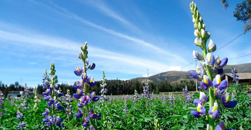 INIA Perú cultivo tarwi