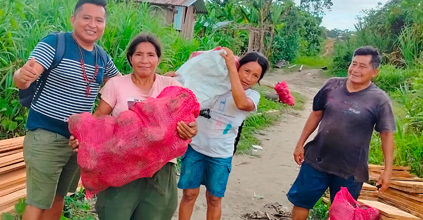 Devida entregó 10 000 hijuelos para impulsar el cultivo de plátano en Nieva Amazonas Perú