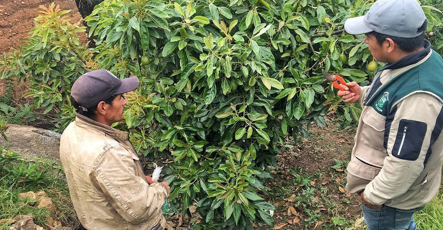 Inician segunda etapa del proyecto palta en beneficio de 501 familias de Andaymarca de Huancavelica Devida Perú