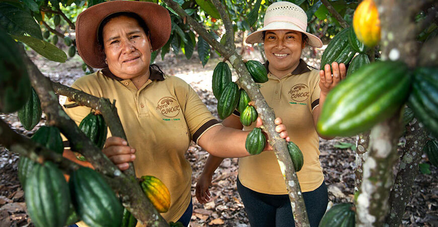 productora de cultivo de cacao Cusco Devida Perú