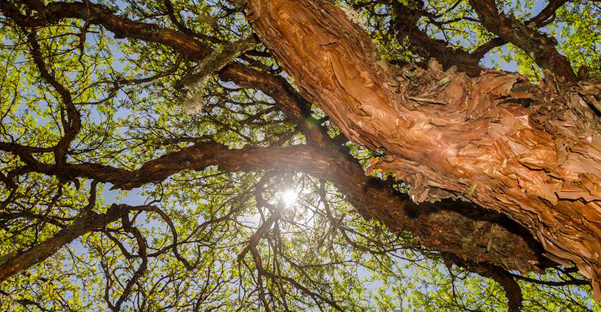 Día Internacional del Árbol